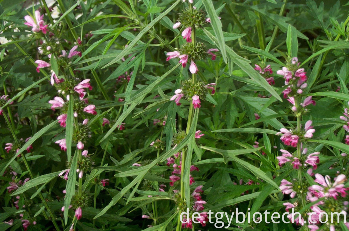 Motherwort Extract